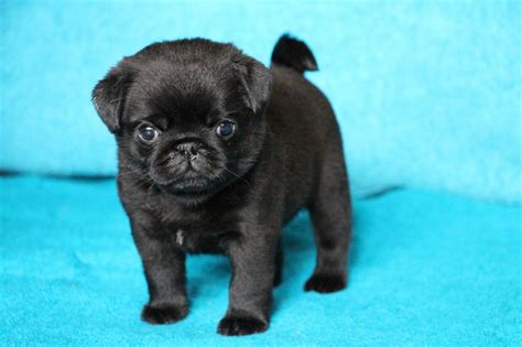 Dad is Black and Tan carrying chocolate, blue and fluffy. . Pug on sale
